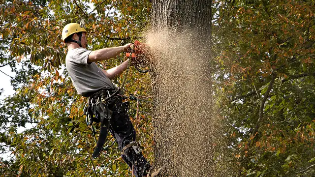 Bob Stoudt roped into the trunk of a large hardwood, chainsaw buried in the cut with chip spray fanning off the bar