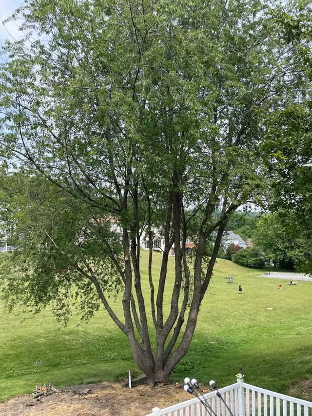 A thinned multi-stem tree standing over an untouched lawn, cut stubs visible and fresh chip raked at the base