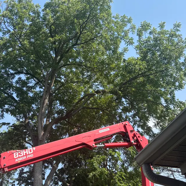 The red 83HD+ Arbor Pro boom extended up into the canopy of a large walnut against blue sky
