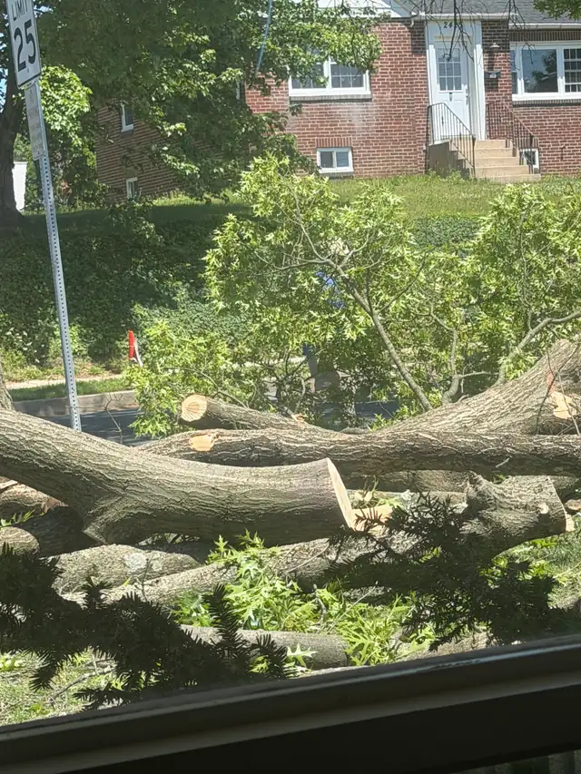 Sectioned storm limbs stacked in a front yard on a Berks County street