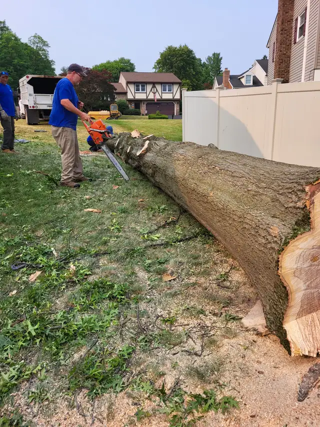The Stoudt crew in blue shirts cutting a large felled oak trunk to length beside a house, dump truck behind