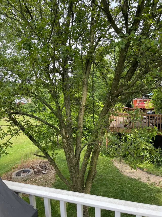 A multi-stem tree cleaned out and standing over a quiet back lawn in Berks County