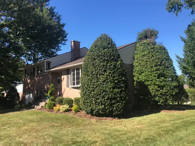 Two tall hollies shaped into clean cones against a brick home in Reading, Pennsylvania